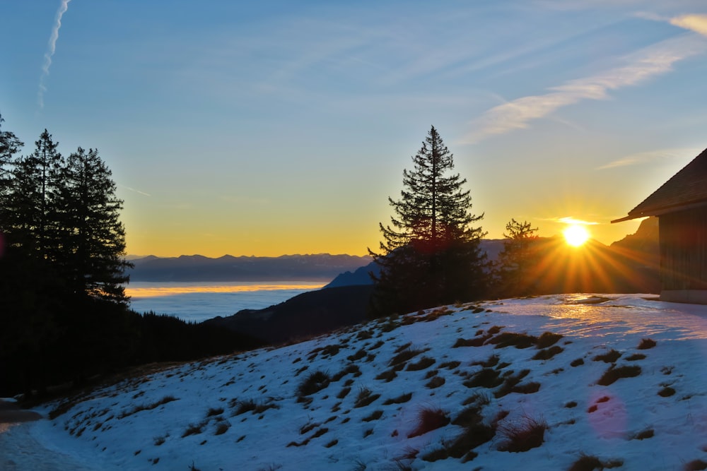 green pine tree on snow covered ground during sunset