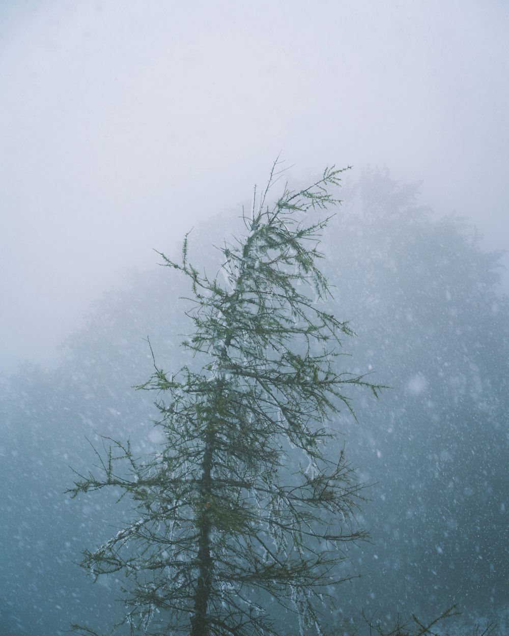 green tree covered with snow