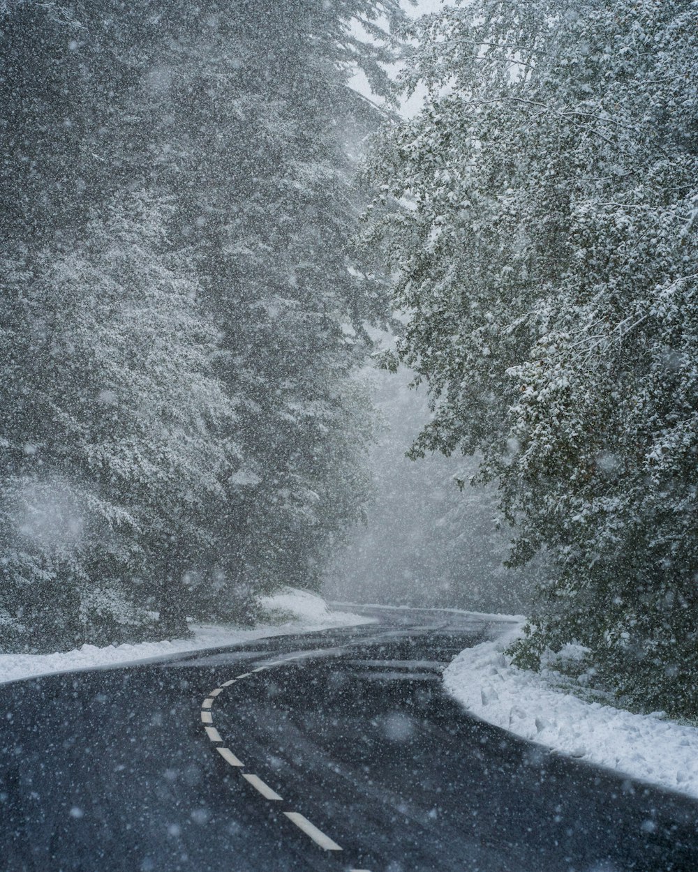 gray concrete road in between green trees