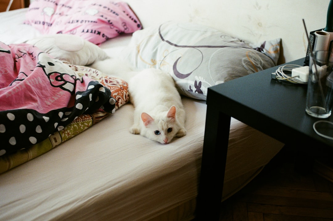 white cat on white bed