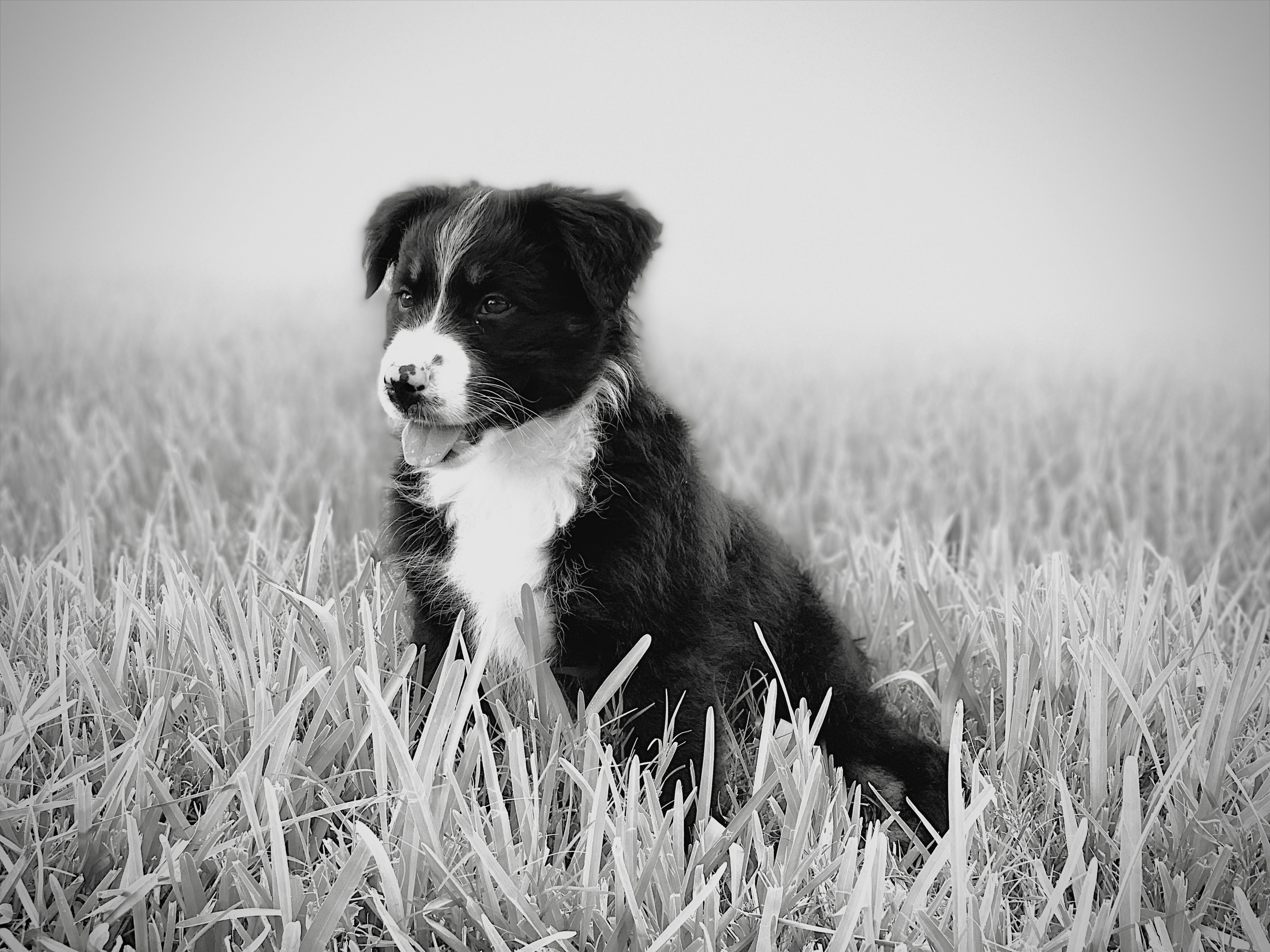 草原のボーダーコリー子犬のグレースケール写真の写真 Unsplashで見つける6186 ナインス アベニュー サークルの無料写真