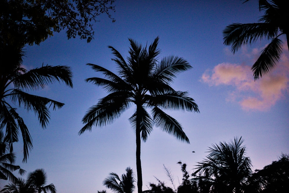 palm tree under blue sky during daytime