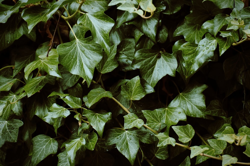 green leaves plant during daytime