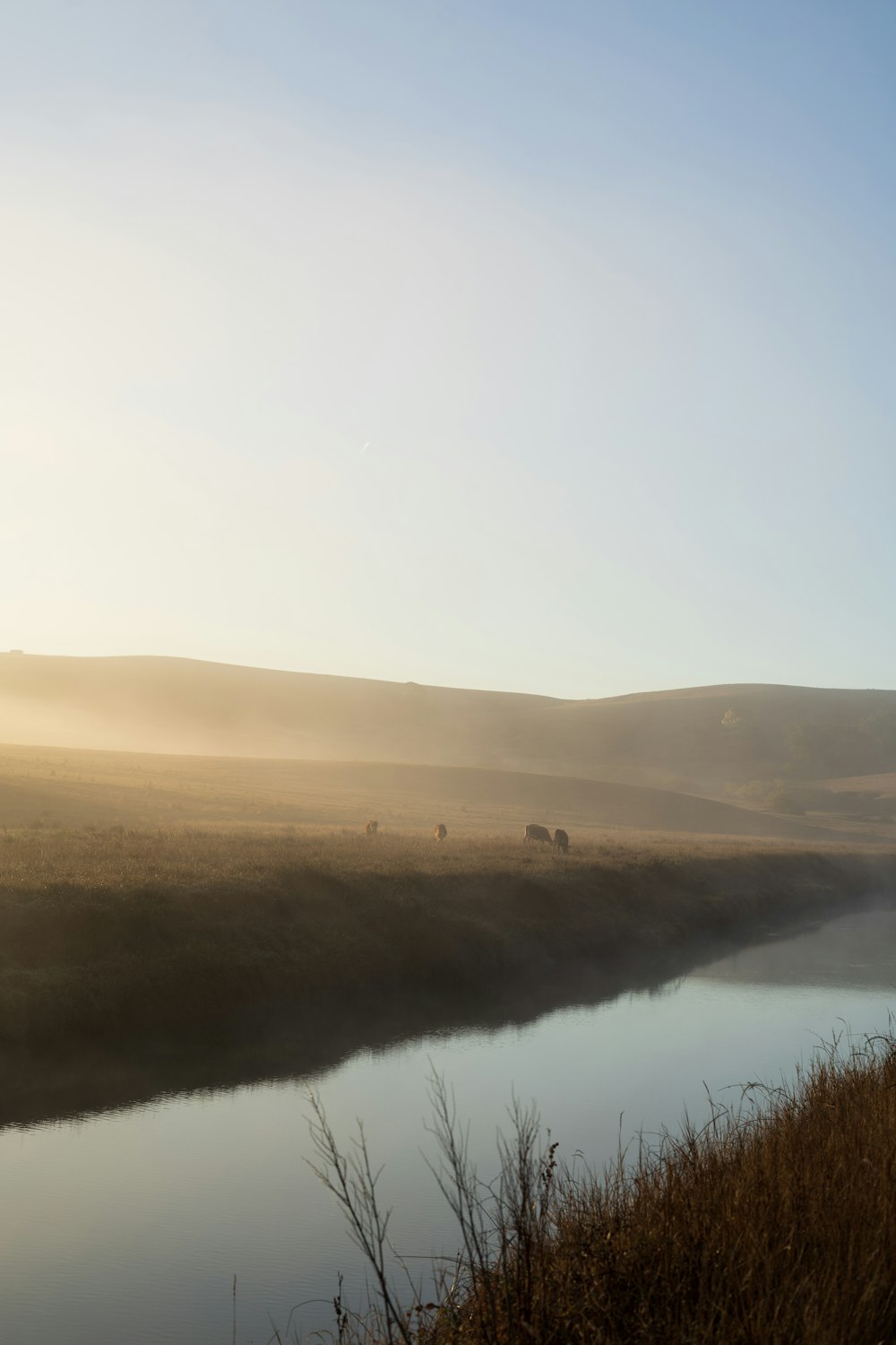 brown field near body of water during daytime