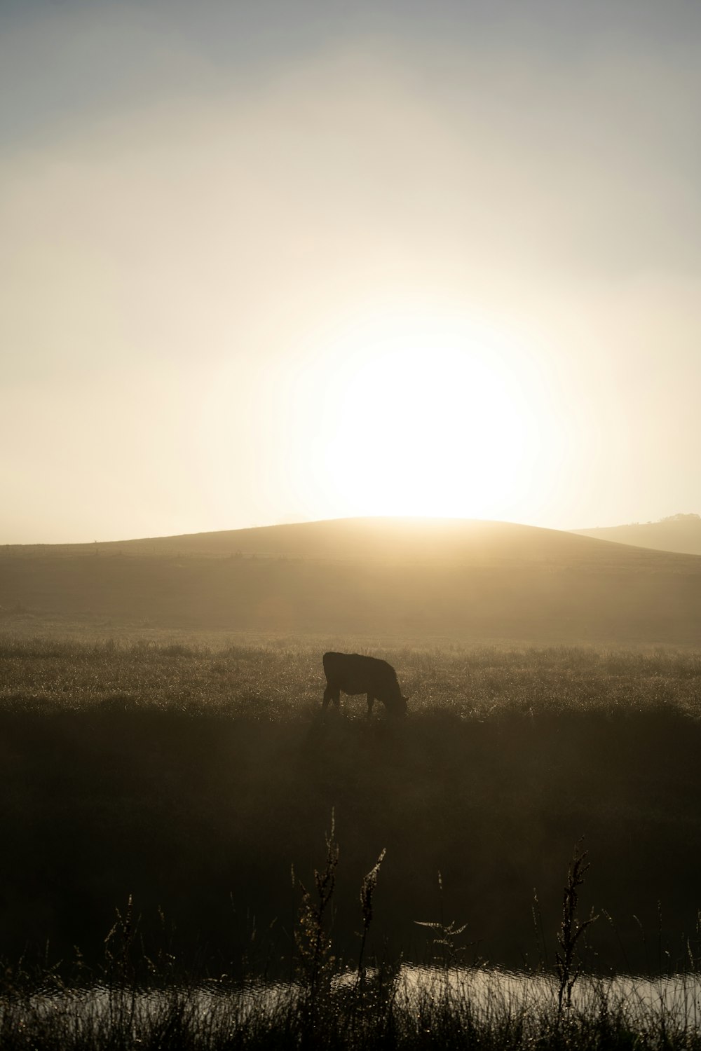 brown horse on green grass field during daytime