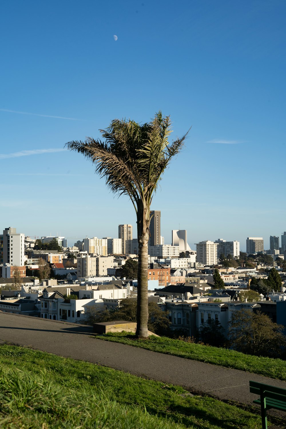 green palm tree near city buildings during daytime