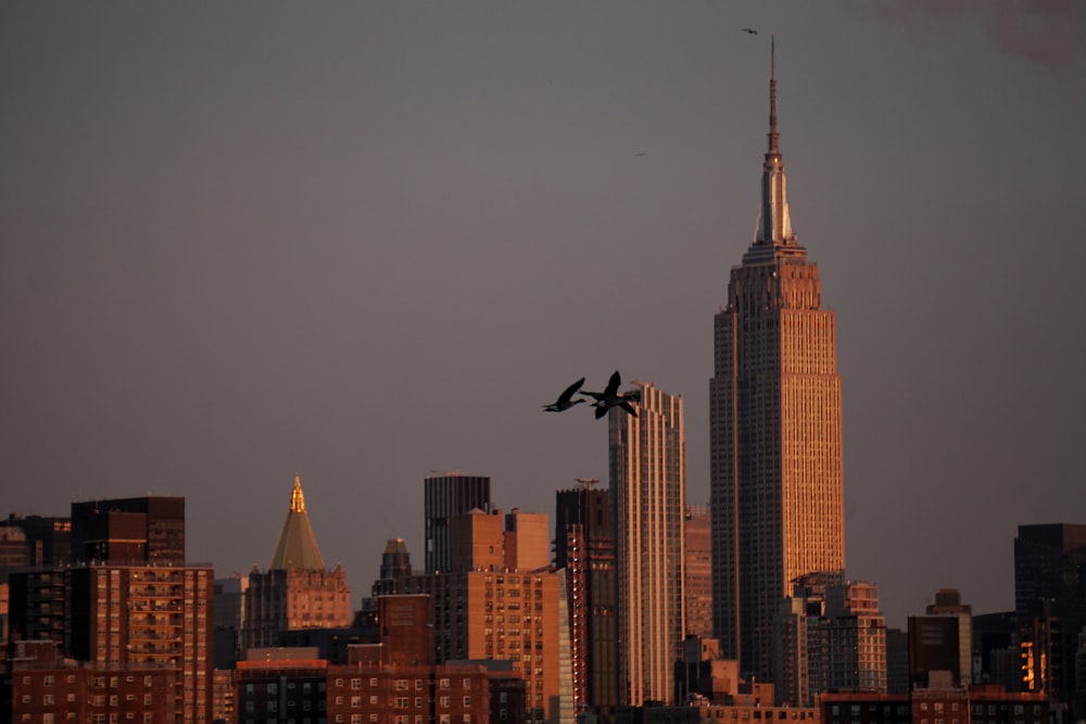 bird flying over the city during daytime