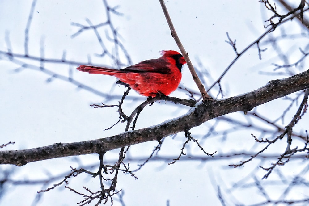 雪に覆われた木の枝にとまる赤い枢機卿