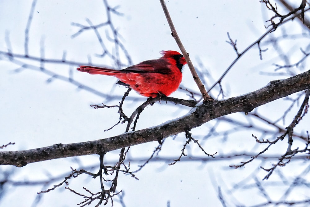 red cardinal perched on tree branch covered with snow