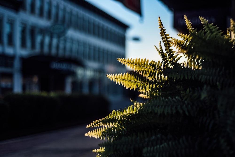 green pine tree in front of white concrete building during daytime