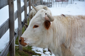 A light-colored cow with horns stands beside a wooden fence. The background shows snowy ground with patches of green grass peeking through. Another cow is partially visible behind the fence posts, indicating a farm or pastoral setting.