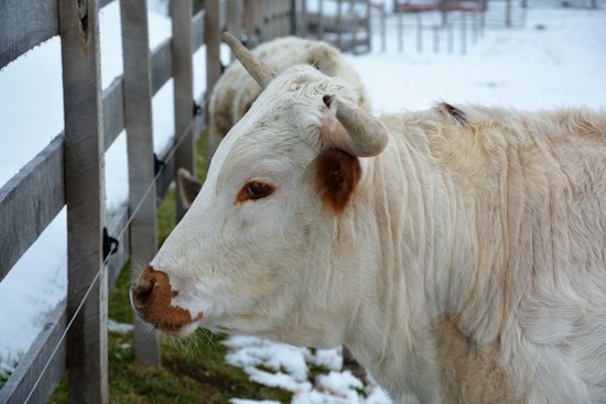 A light-colored cow with horns stands beside a wooden fence. The background shows snowy ground with patches of green grass peeking through. Another cow is partially visible behind the fence posts, indicating a farm or pastoral setting.