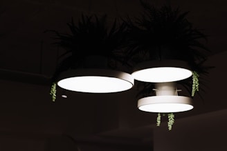 Three round, white lamps with ferns and green plants draping over the edges. The lamps emit a bright light, creating a soft glow against a dark background.