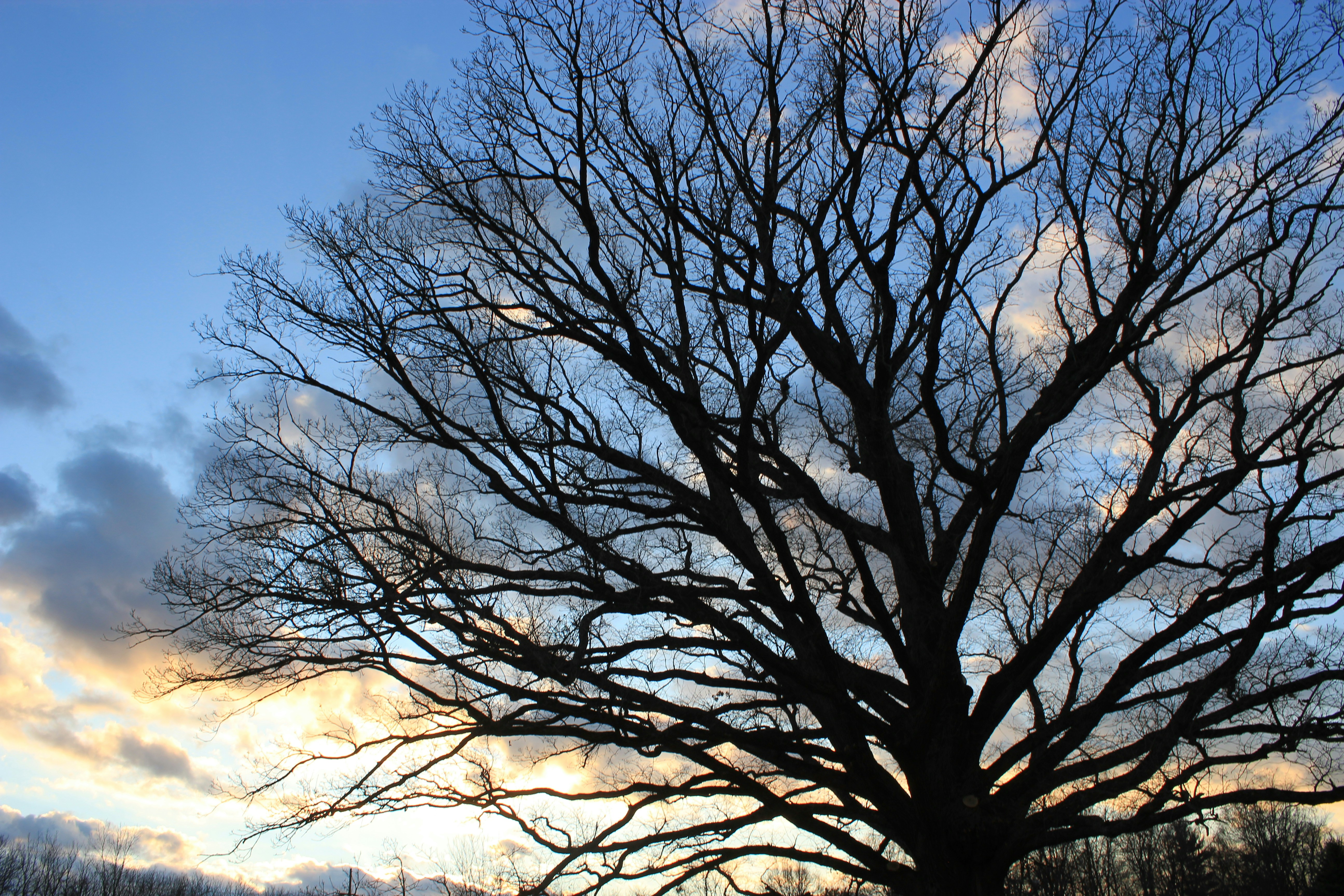 Photo by mrgreatheart