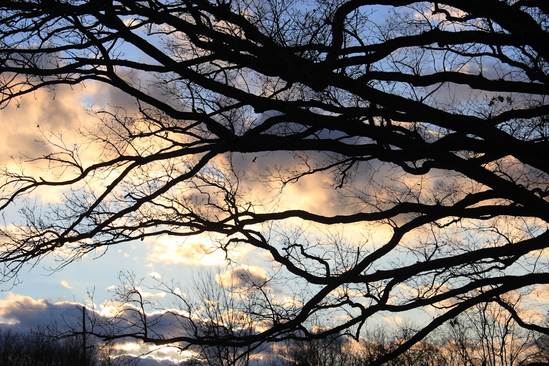 leafless tree under cloudy sky during daytime