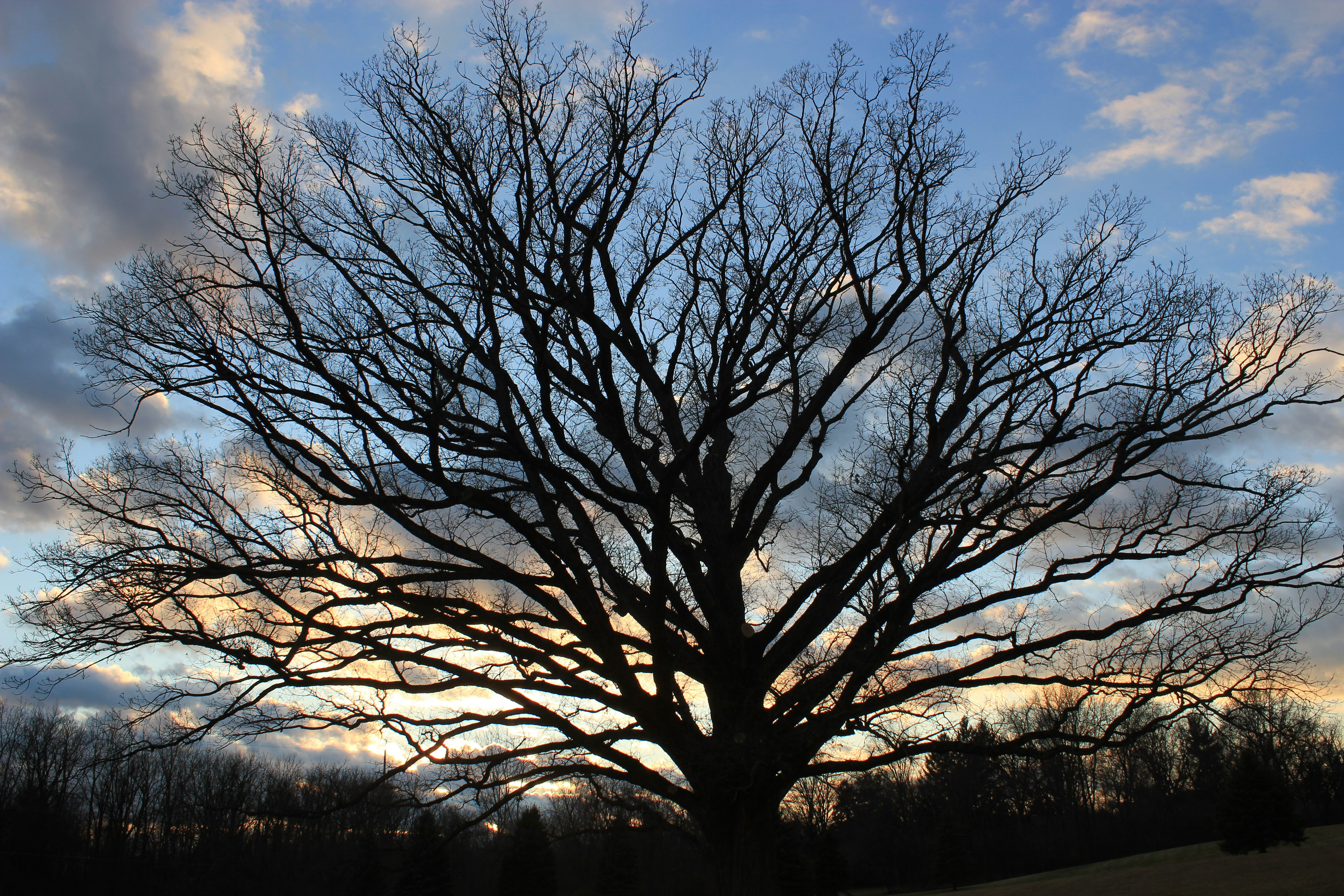 Photo by mrgreatheart