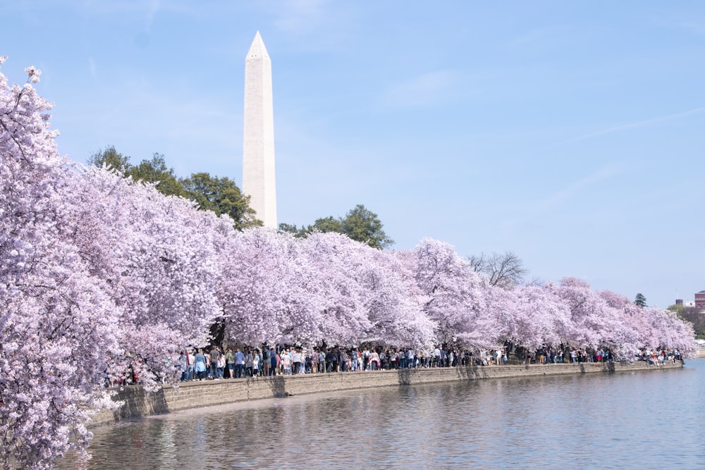 personnes marchant sur le parc avec des arbres violets et blancs pendant la journée