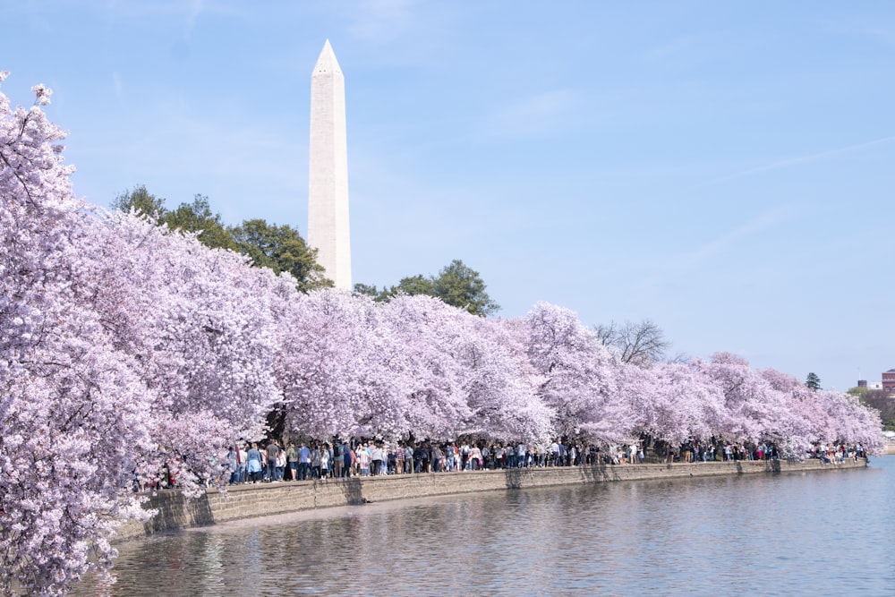 people walking on park with purple and white trees during daytime