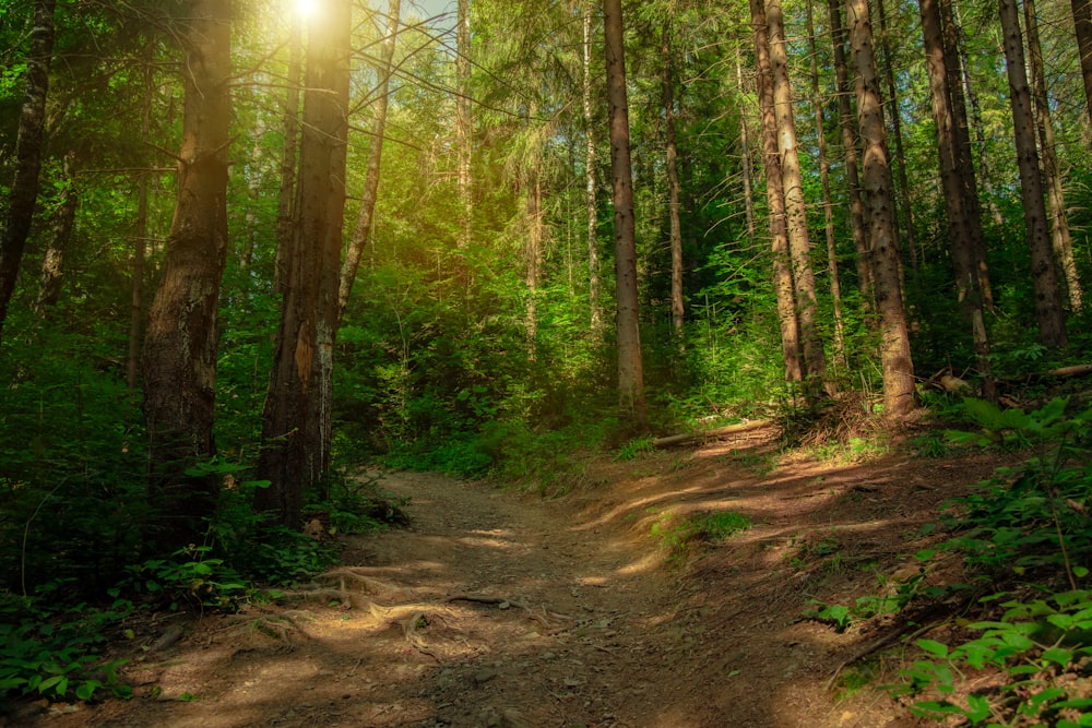 brown pathway between green trees during daytime