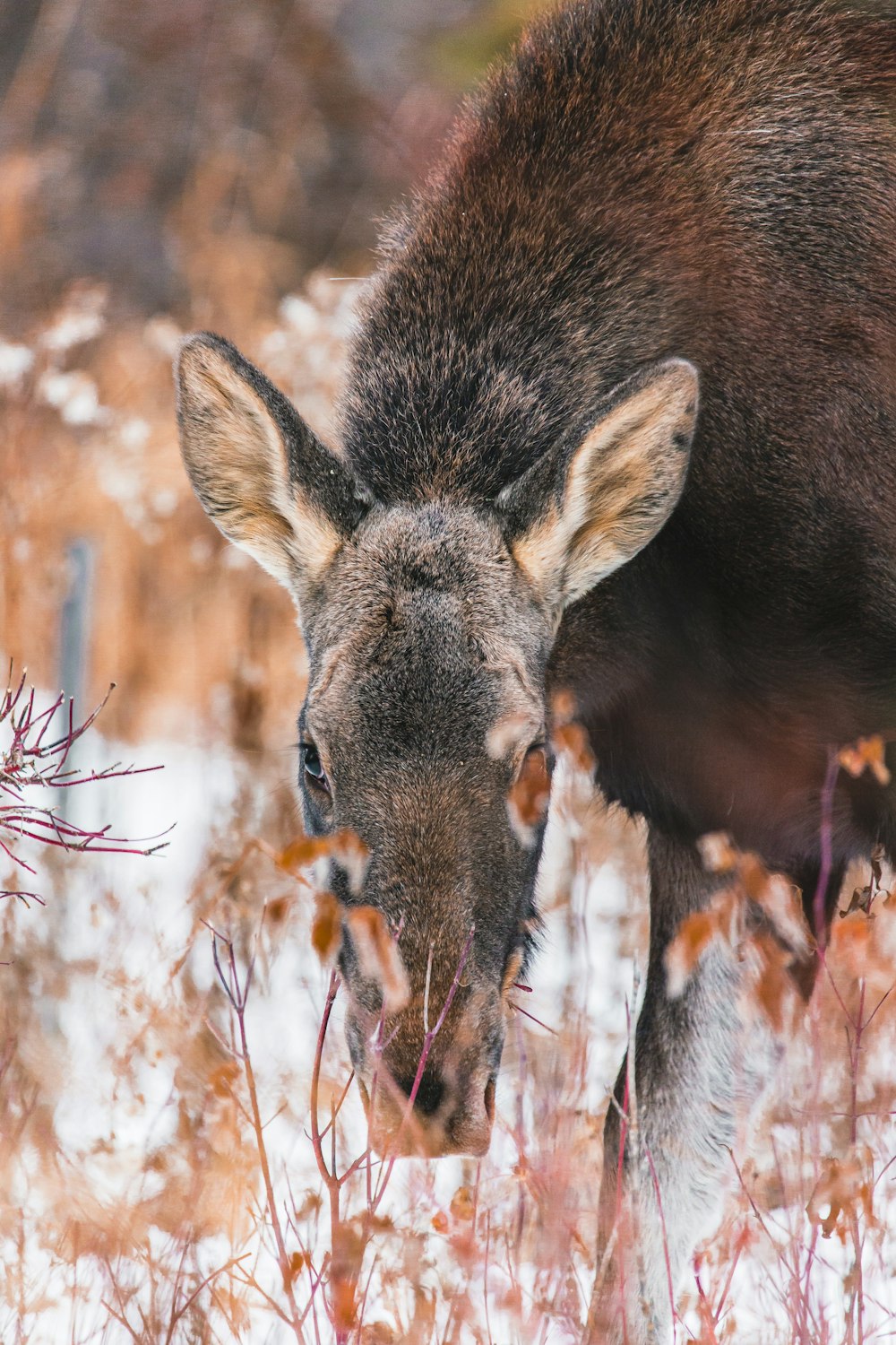 cerf brun debout sur l’herbe brune pendant la journée