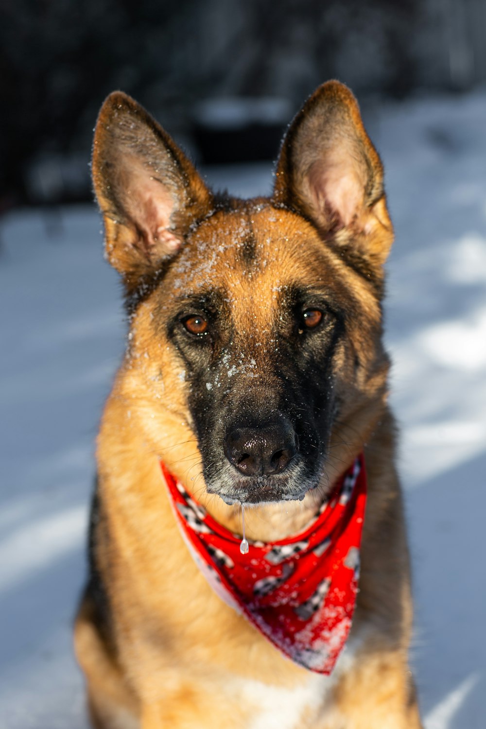 brown and black german shepherd with red and white scarf