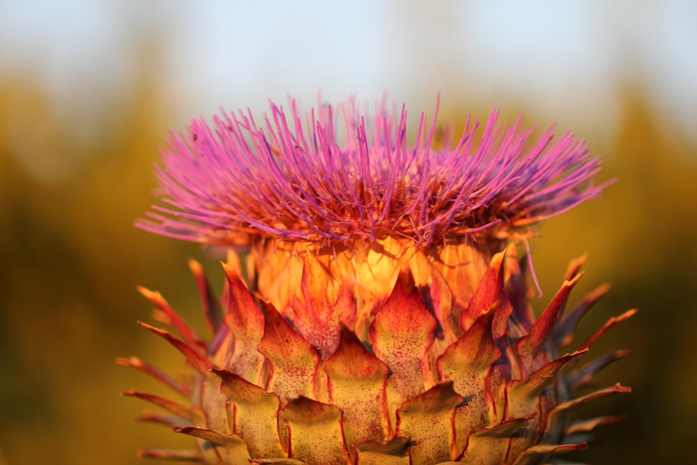 purple and brown flower in macro lens