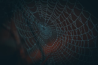 spider web in close up photography