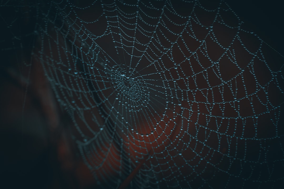 spider web in close up photography,