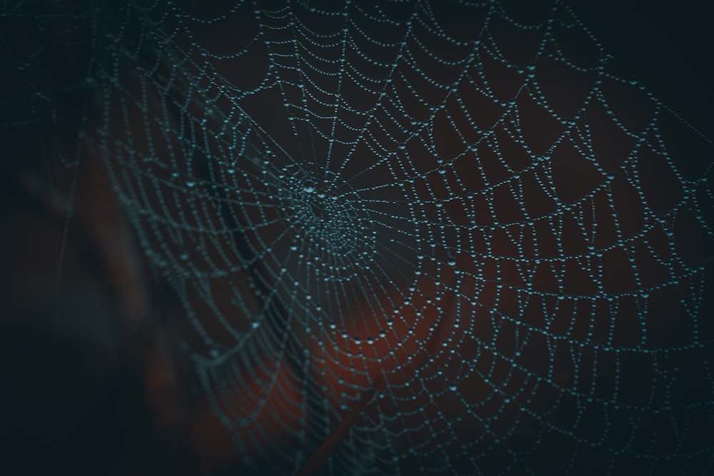 Spinnennetz in Nahaufnahmen