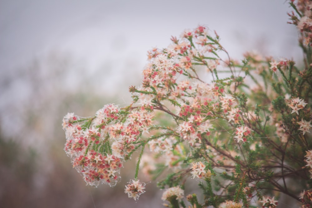 white and pink flowers under blue sky during daytime