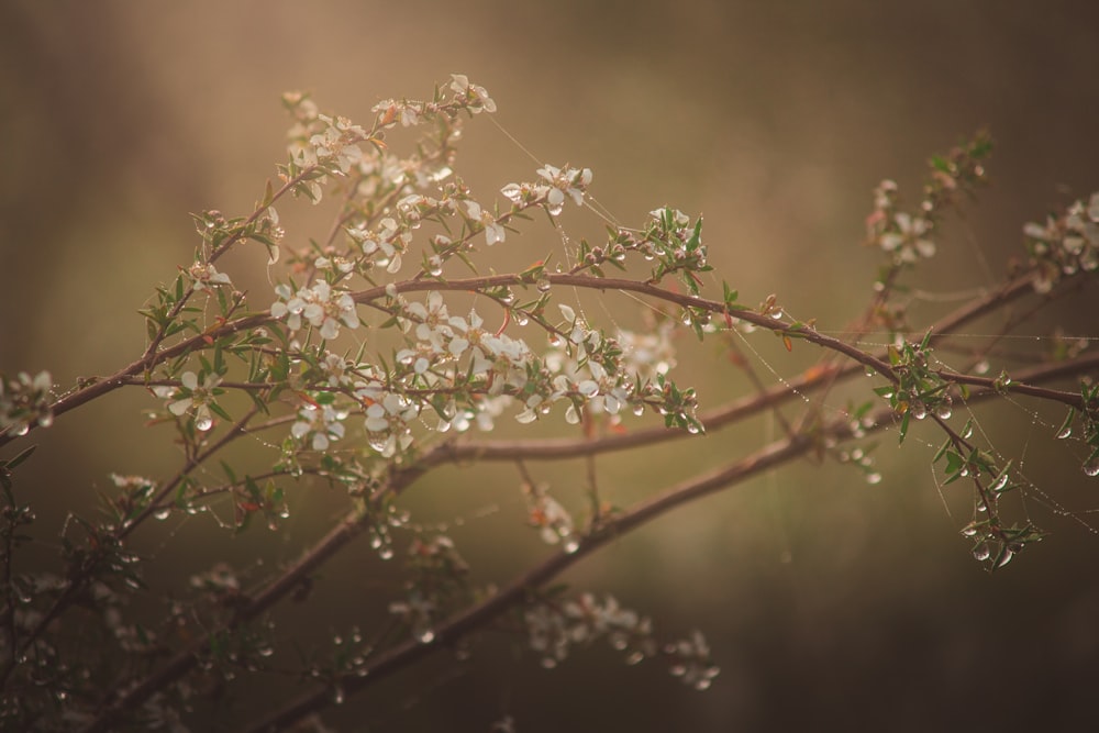 white flowers with green leaves