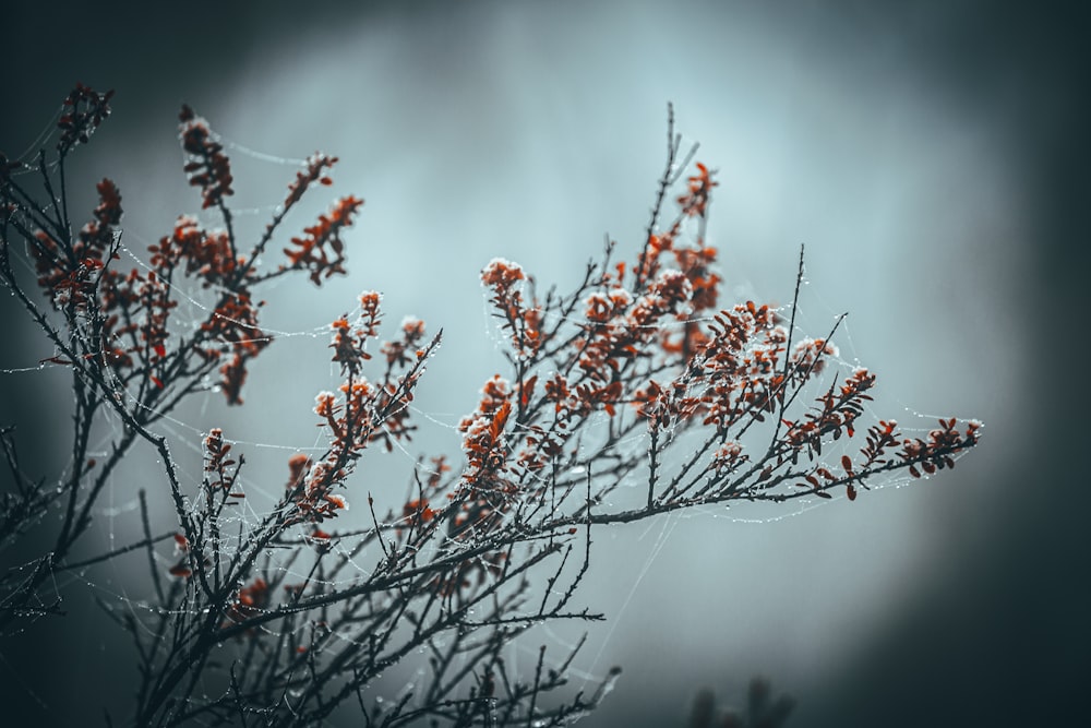 brown and white plant in tilt shift lens