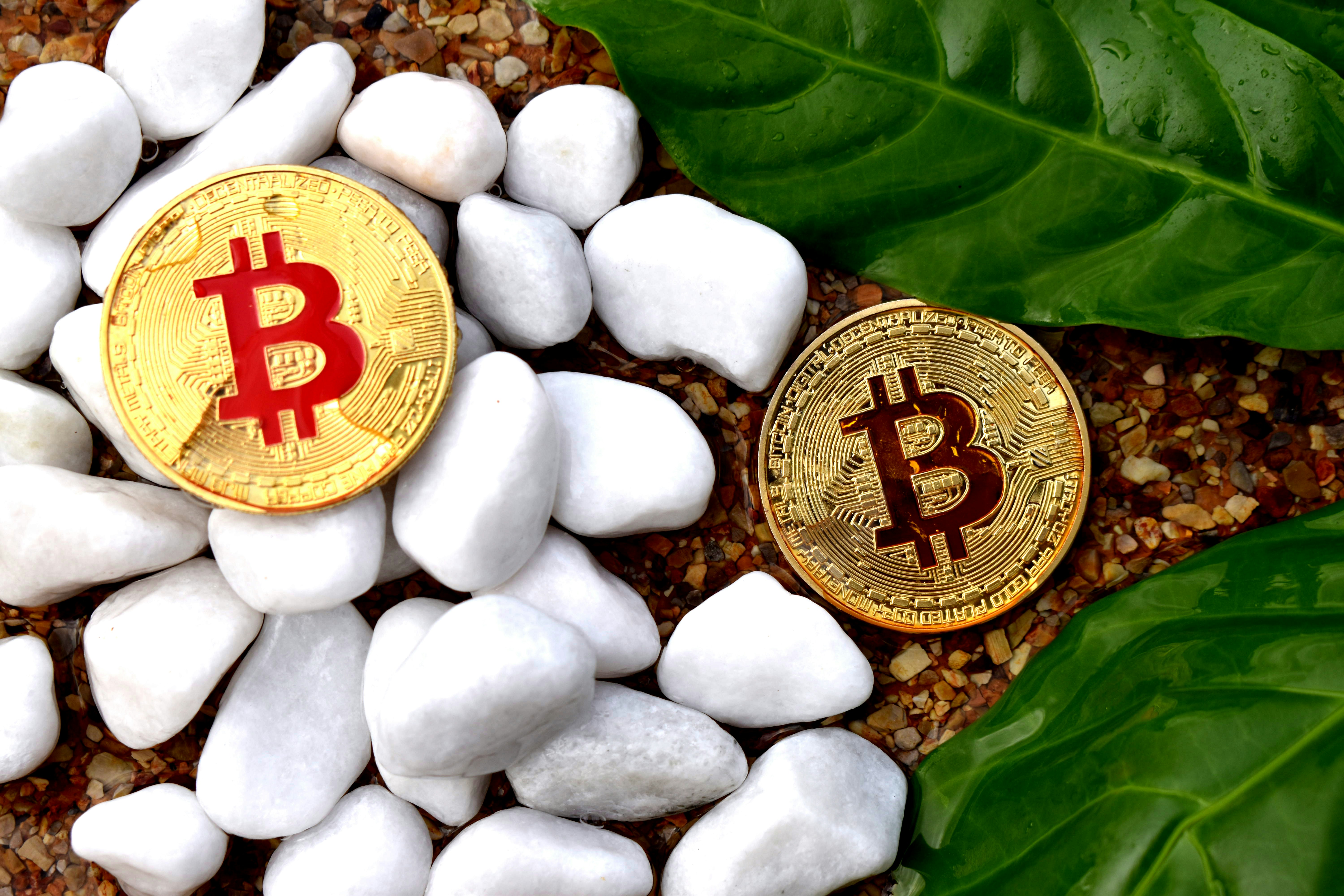 Two Bitcoins surrounded by nature.