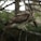 A hawk perched on a tree branch in a wooded area. The bird's plumage is a mix of brown and white, with sharp eyes focused on something in the distance, possibly searching for prey. The background is slightly blurred, emphasizing the hawk and giving a sense of depth.