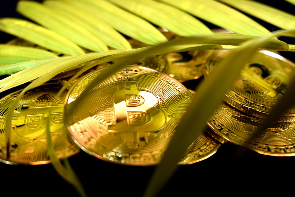 Moneda redonda de oro sobre hoja verde