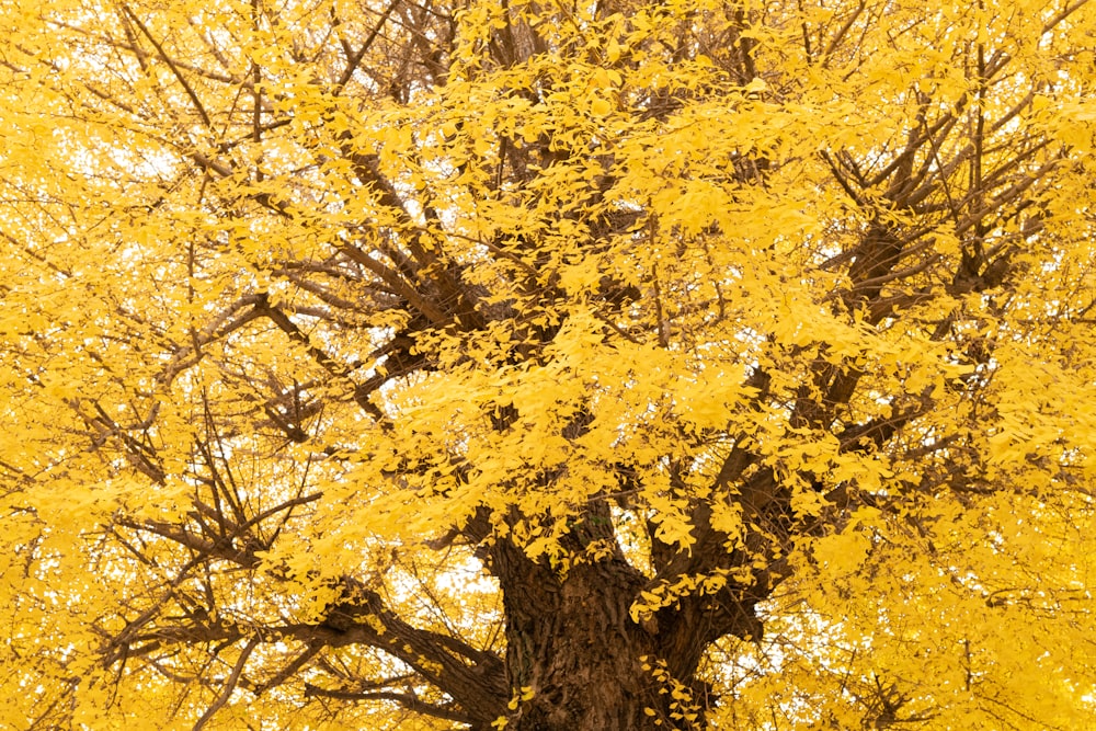 yellow leaf tree during daytime