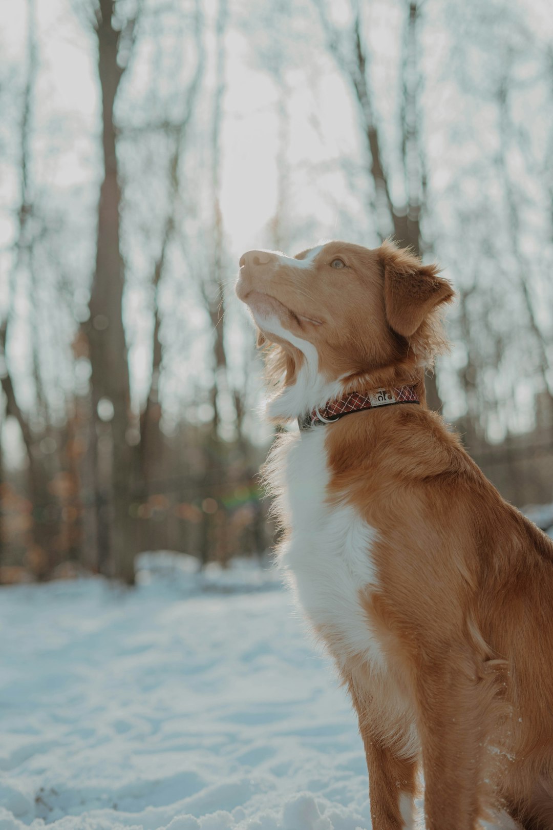 brown and white short coated dog on snow covered ground during daytime