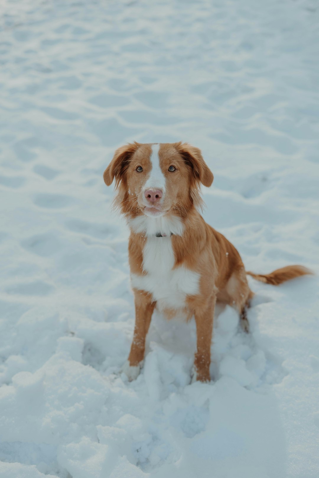 brown and white short coat medium dog running on snow covered ground during daytime