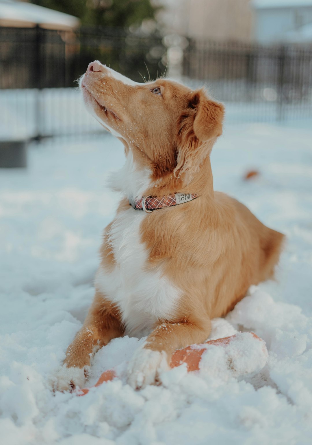 brown and white long coated dog sitting on snow covered ground during daytime