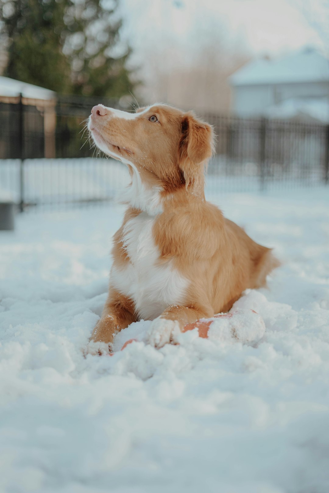 brown and white short coated dog on snow covered ground during daytime