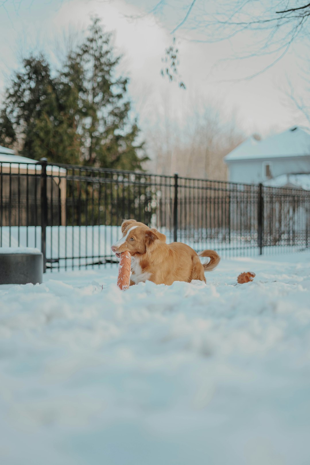 brown short coated dog on snow covered ground during daytime