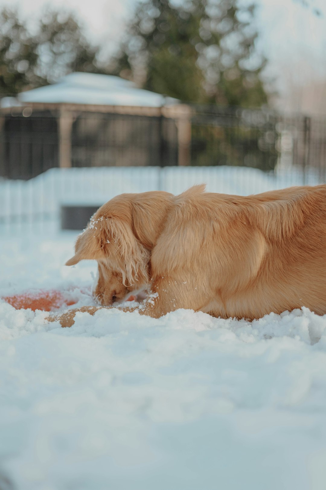 golden retriever puppy running on snow covered ground during daytime
