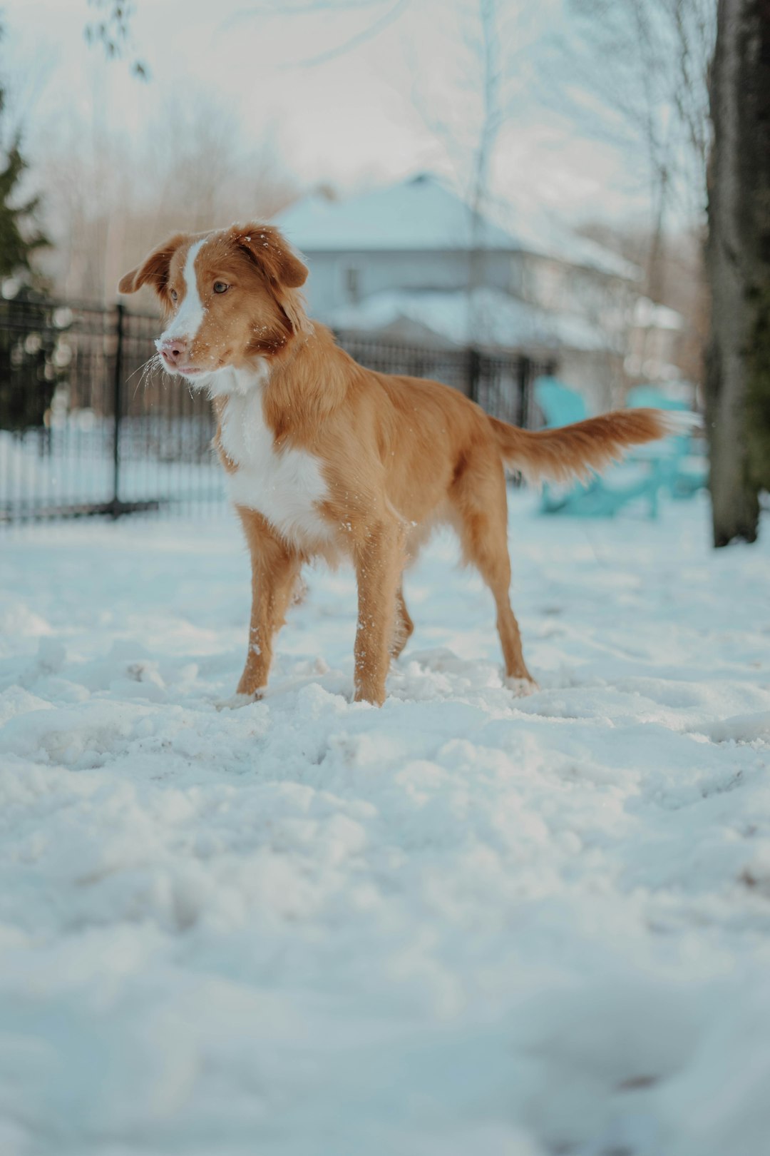 brown and white short coated dog running on snow covered ground during daytime