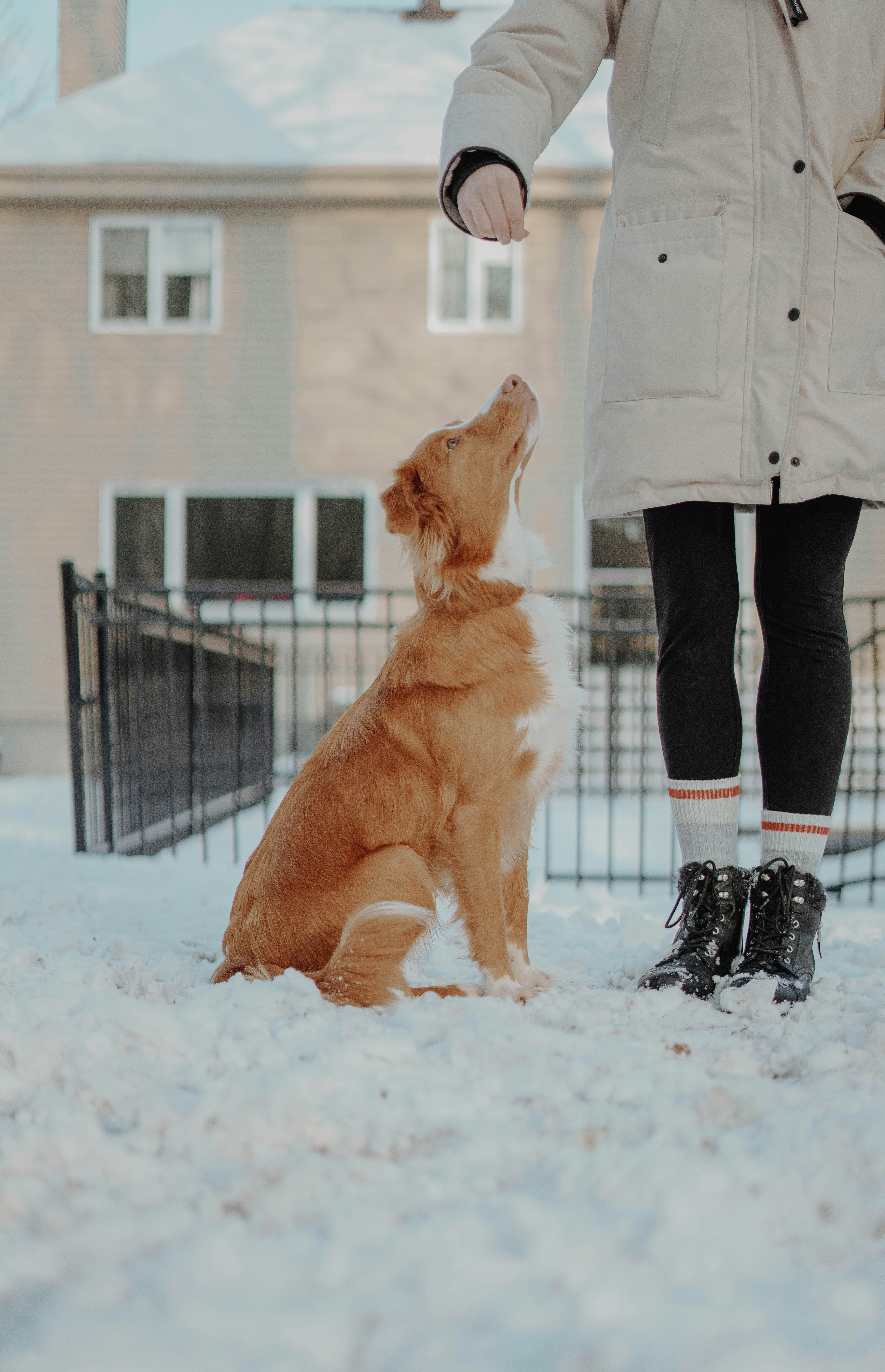 person in gray jacket and black pants standing beside brown dog on snow covered ground during