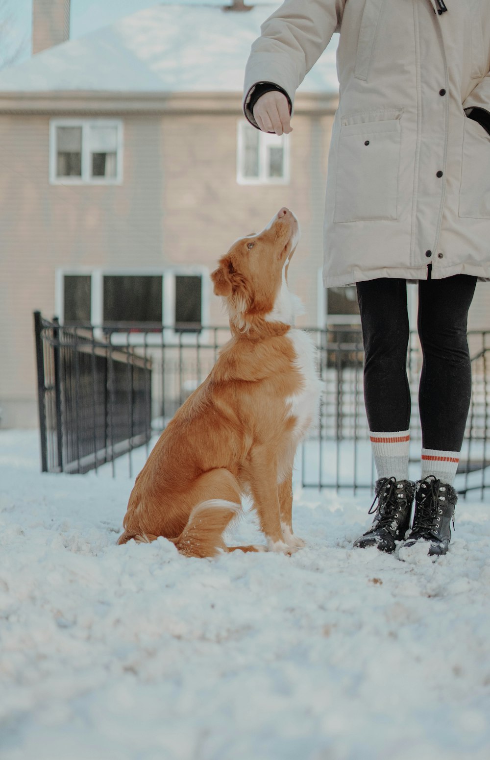 personne en veste grise et pantalon noir debout à côté d'un chien brun sur un sol couvert de neige pendant