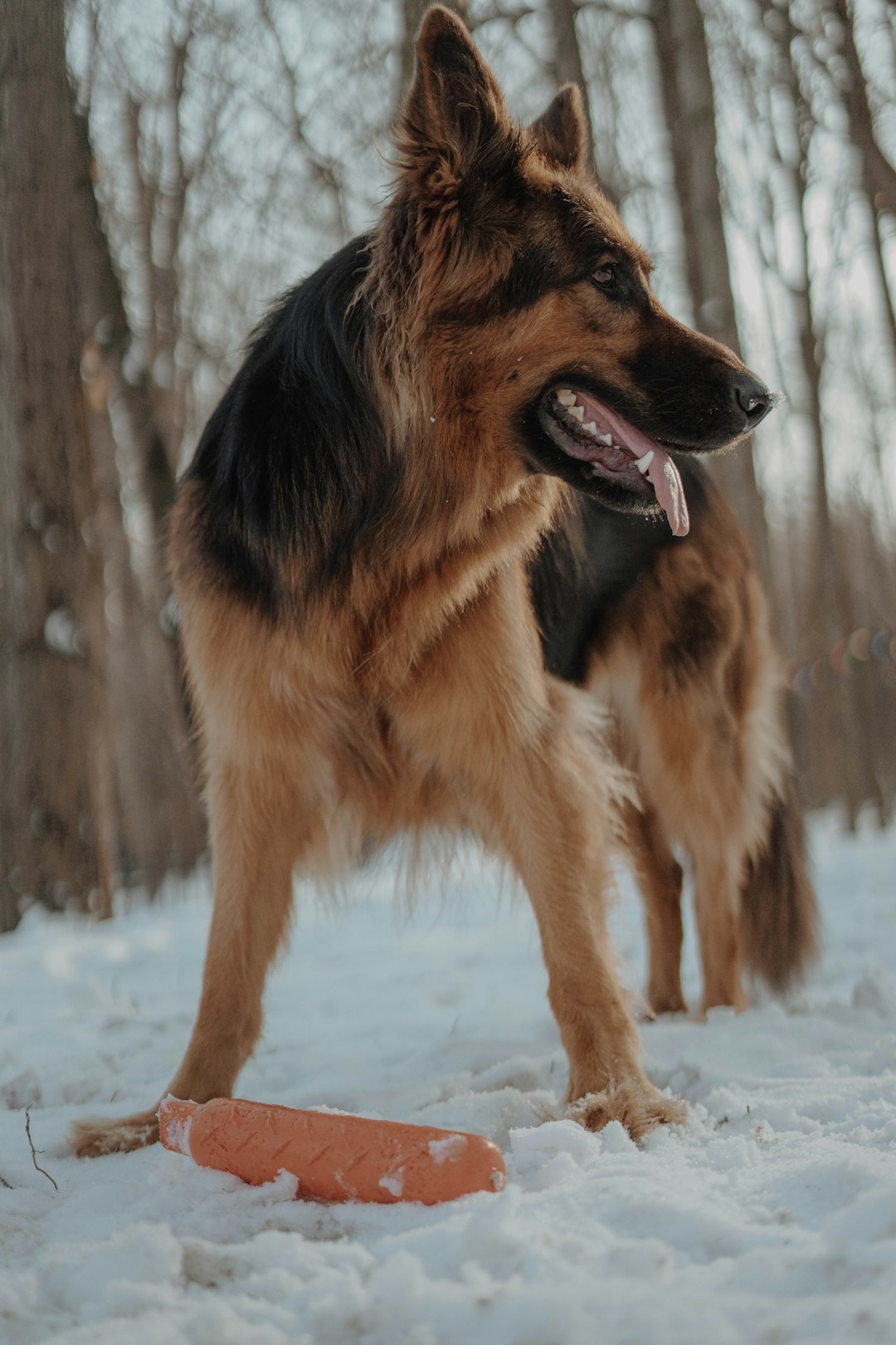 brown and black long coated dog on snow covered ground during daytime