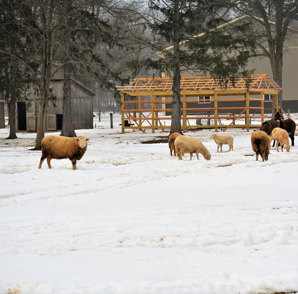 herd of sheep on snow covered ground during daytime