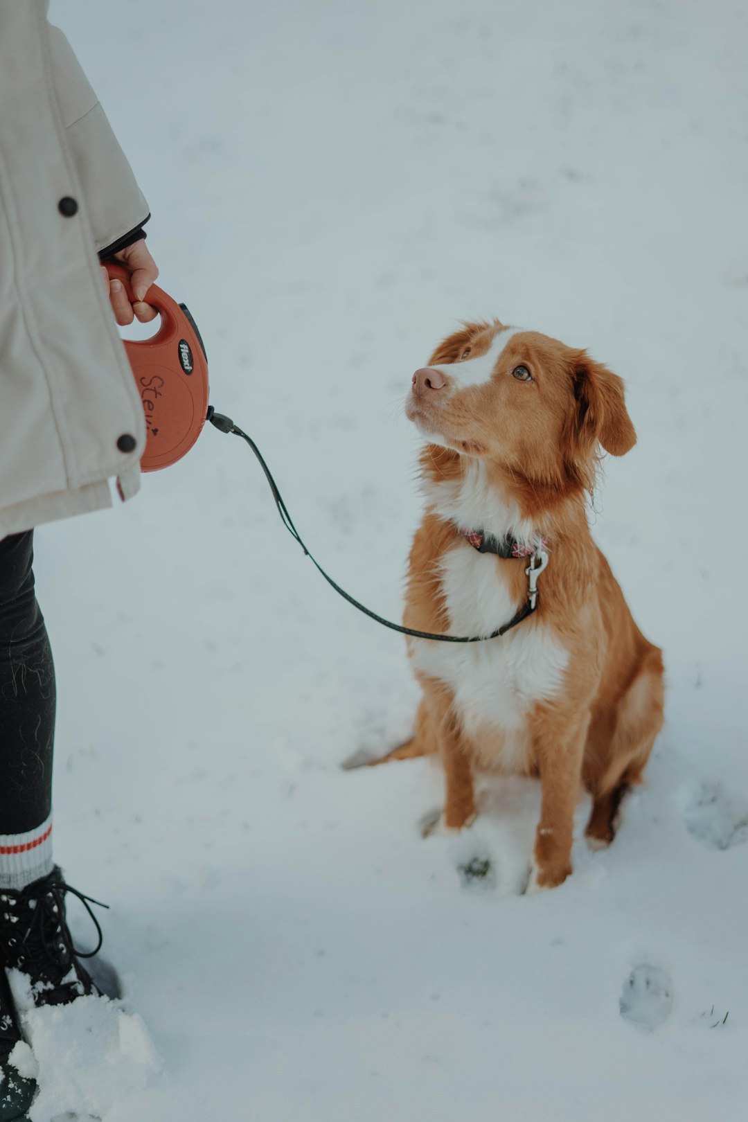 brown and white short coated dog on snow covered ground