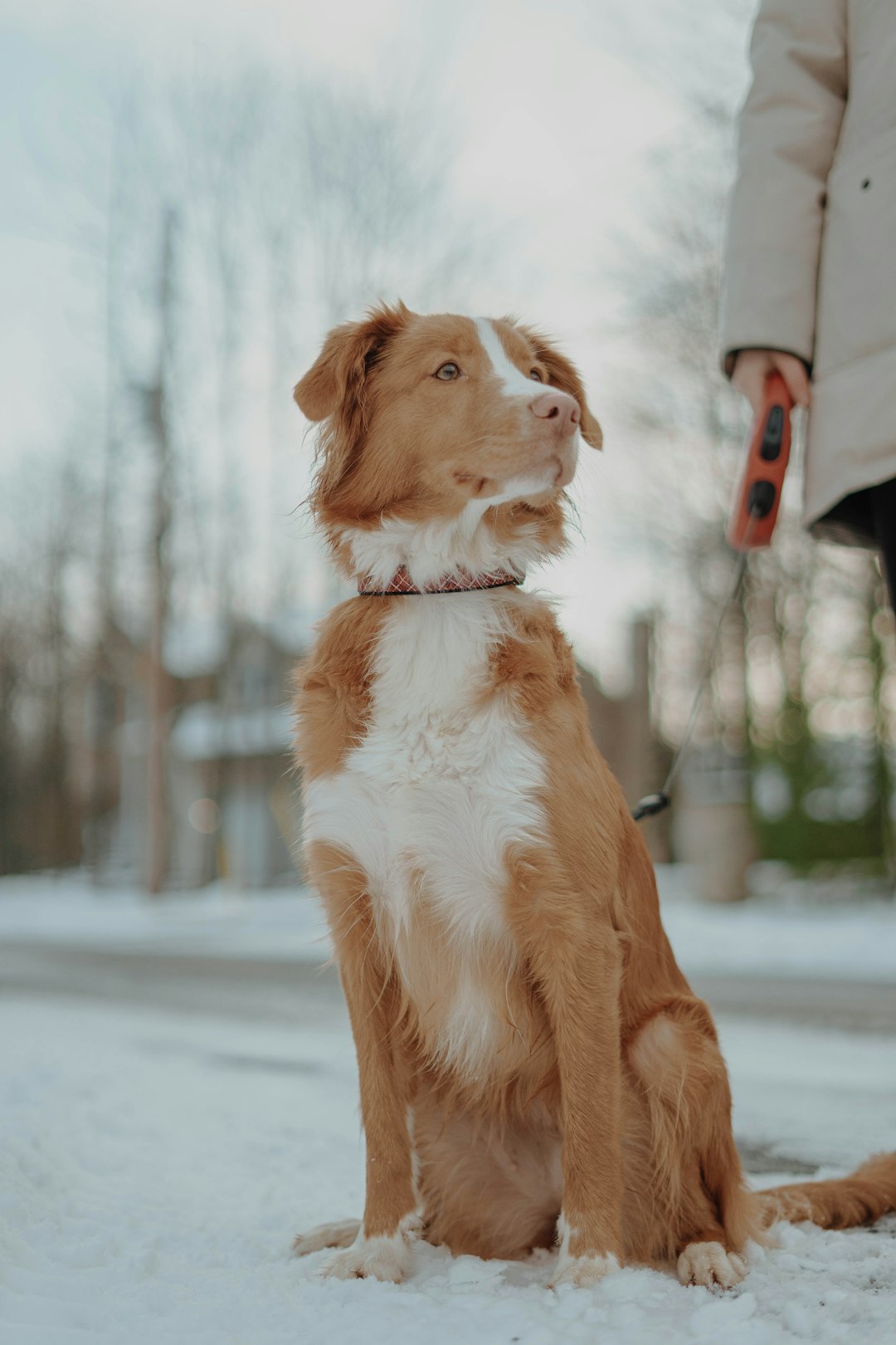 brown and white border collie mix