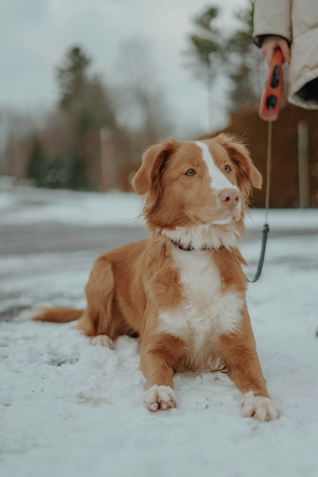 brown and white border collie mix puppy sitting on snow covered ground during daytime